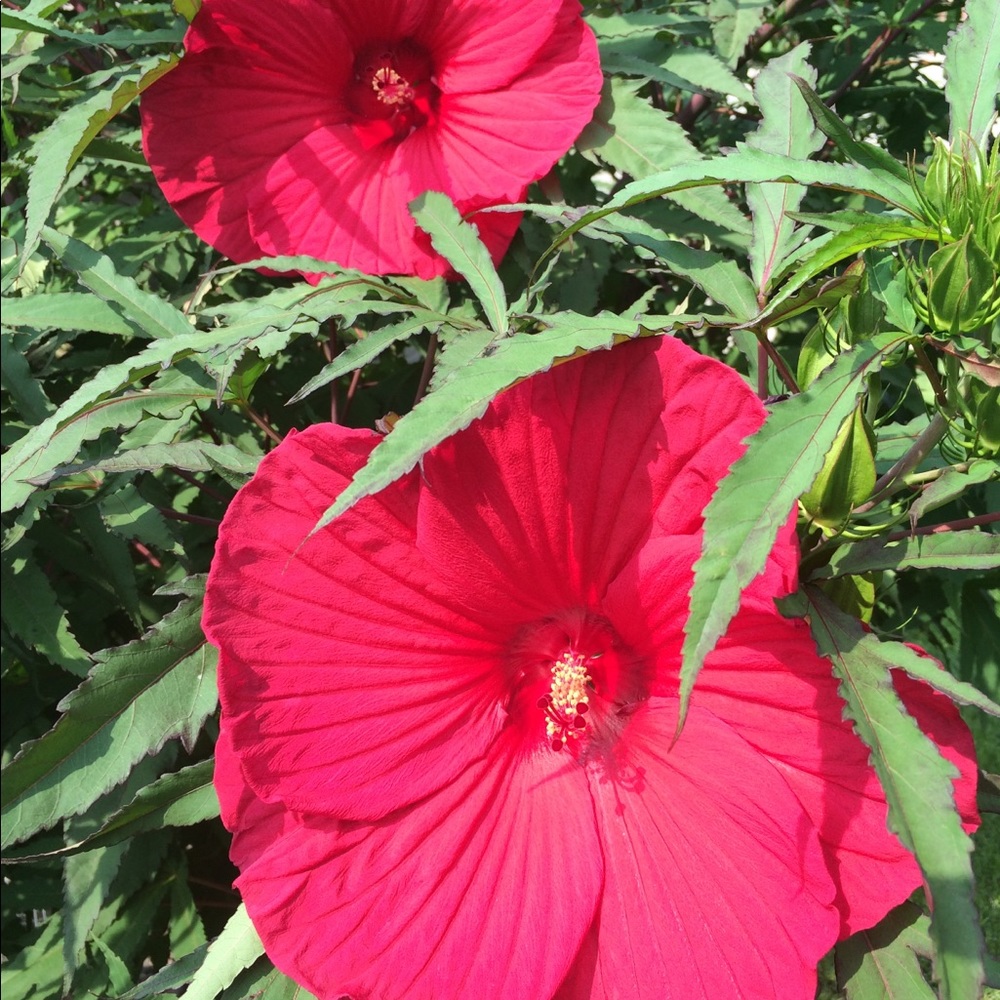 Meet your Posher, Peggy